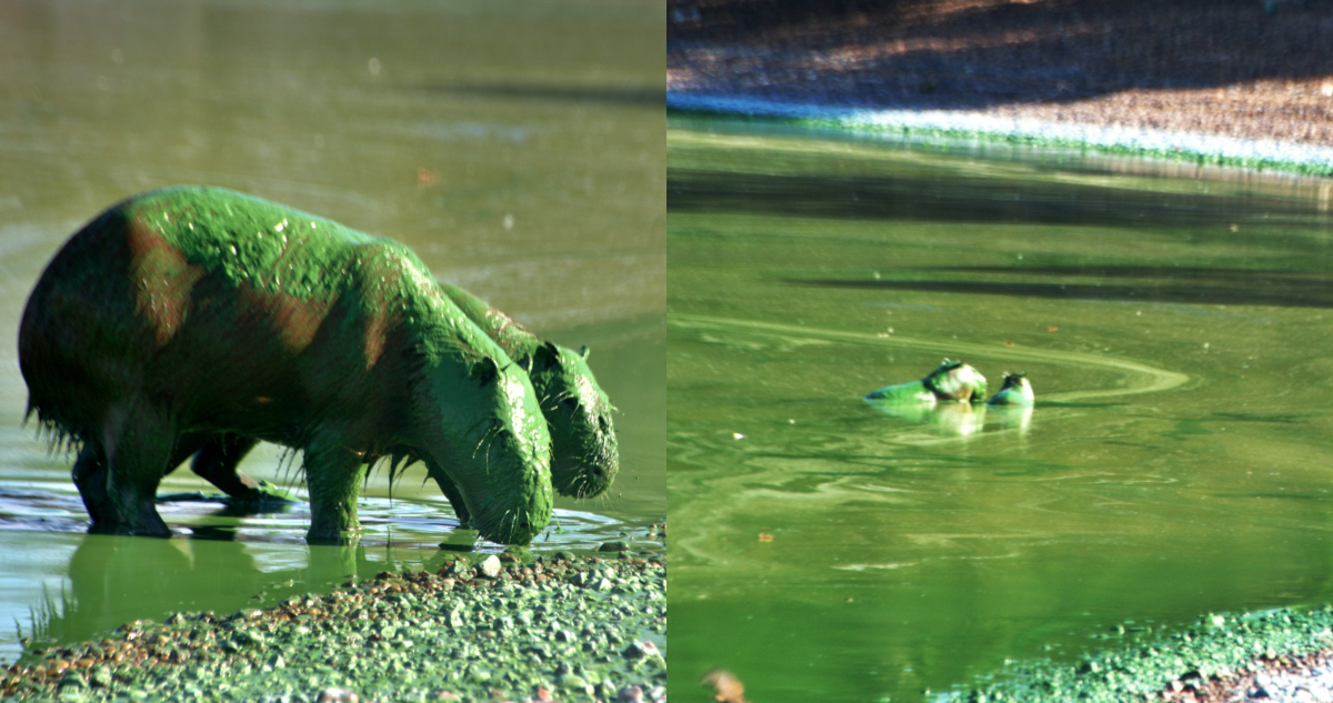 Capibaras verdes