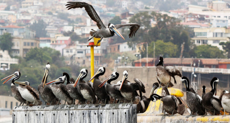 Chile en alerta máxima por inminente llegada de la influenza aviar desde Perú: SAG reforzó vigilancia