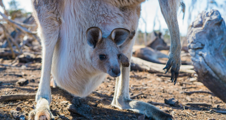 Científicos australianos crean los primeros embriones de canguro “in vitro”
