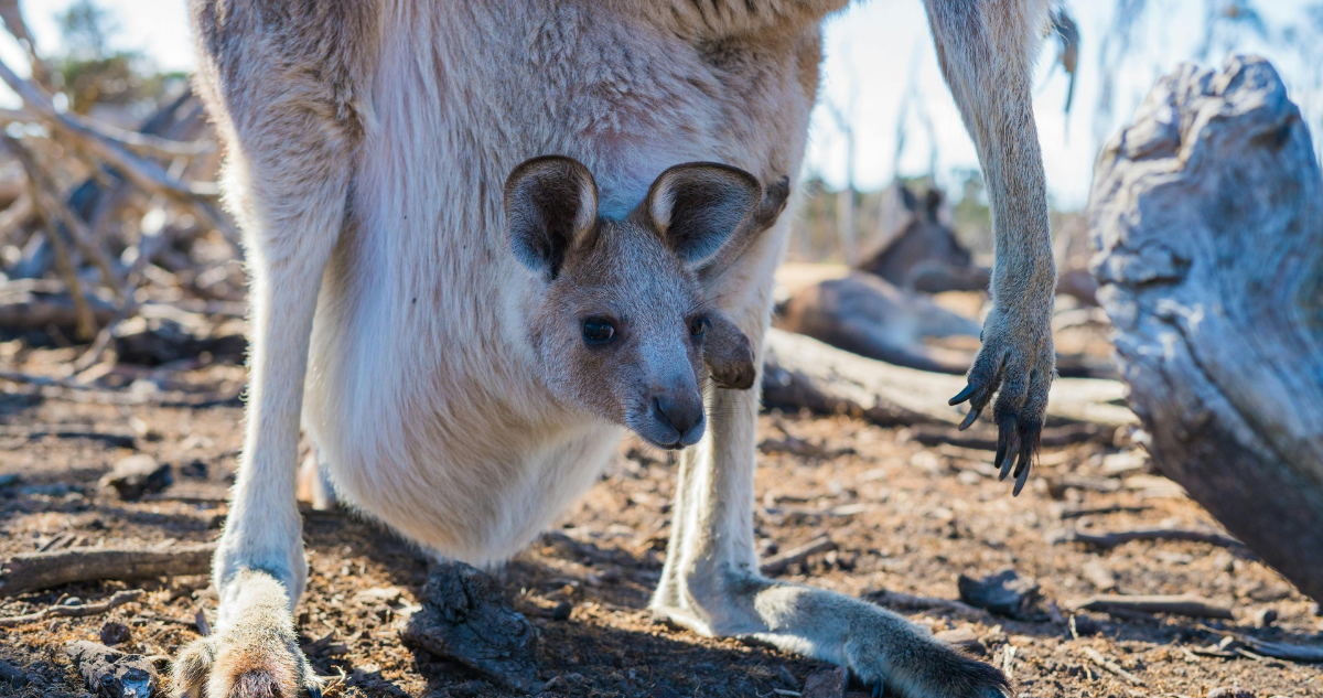 Científicos australianos crean los primeros embriones de canguro “in vitro”