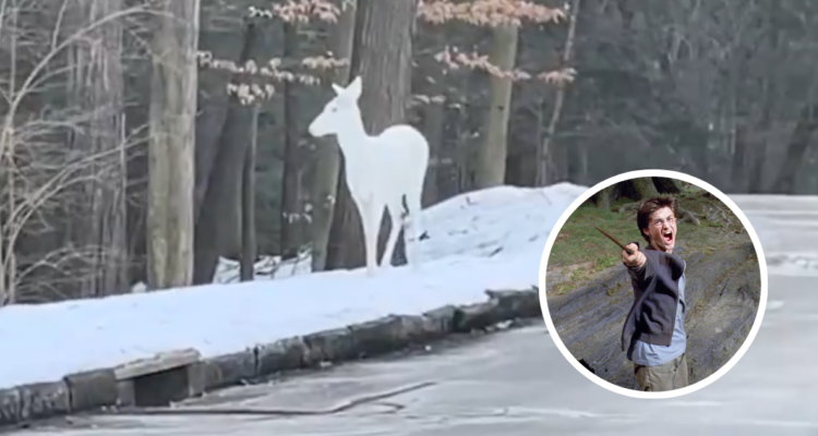 “Expecto patronum”: mujer vive un momento único en la vida al captar un ciervo albino en EE.UU