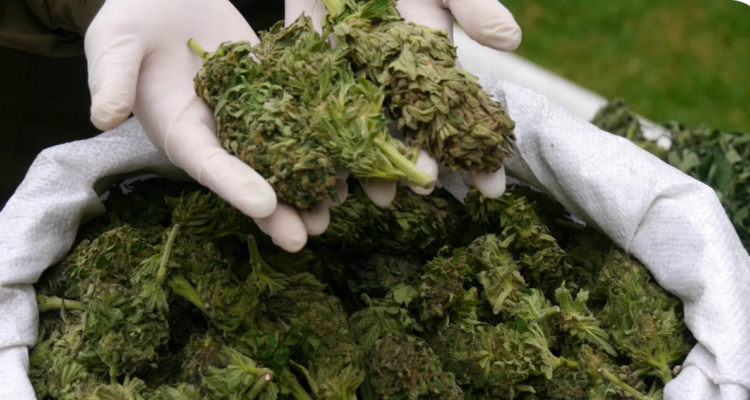 Marihuana en un saco
