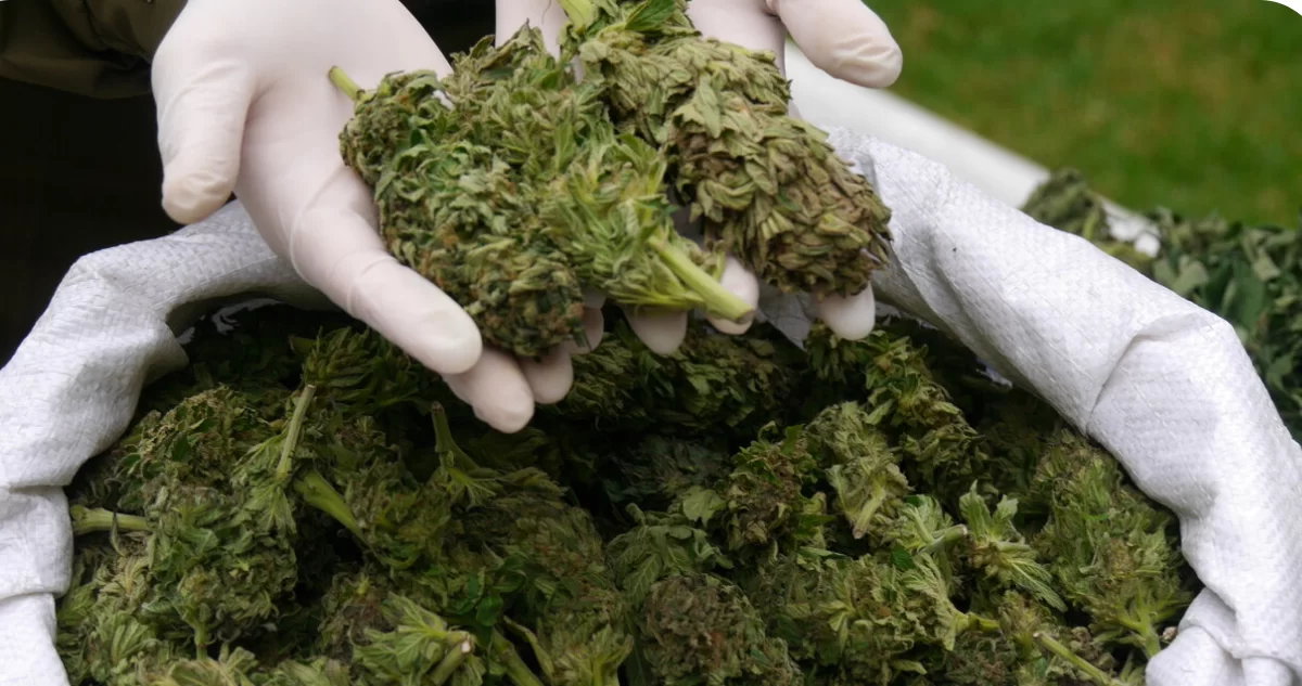 Marihuana en un saco