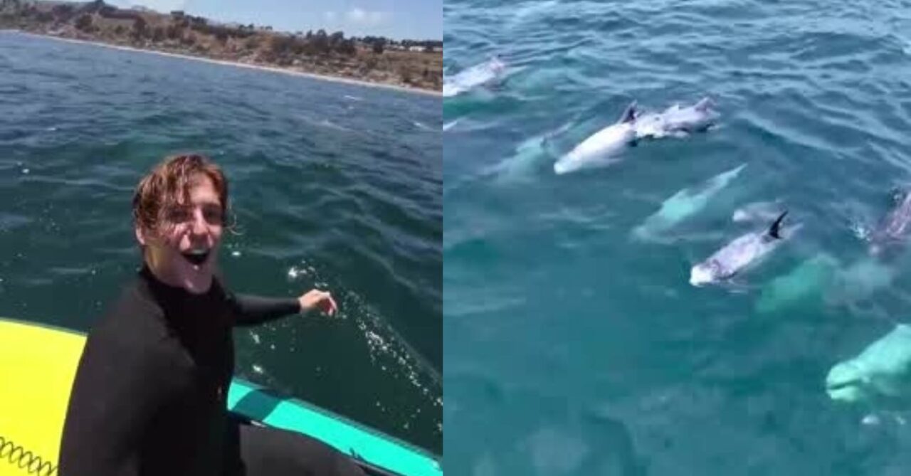 ¿Delfines o calderones? Joven se viraliza con increíble registro de estos cetáceos en Maitencillo