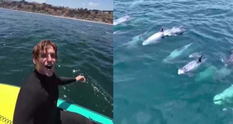 ¿Delfines o calderones? Joven se viraliza con increíble registro de estos cetáceos en Maitencillo