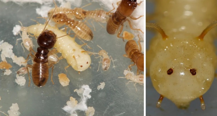 Descubren una mosca capaz de infiltrarse en un nido de termitas: imita rasgos y olor