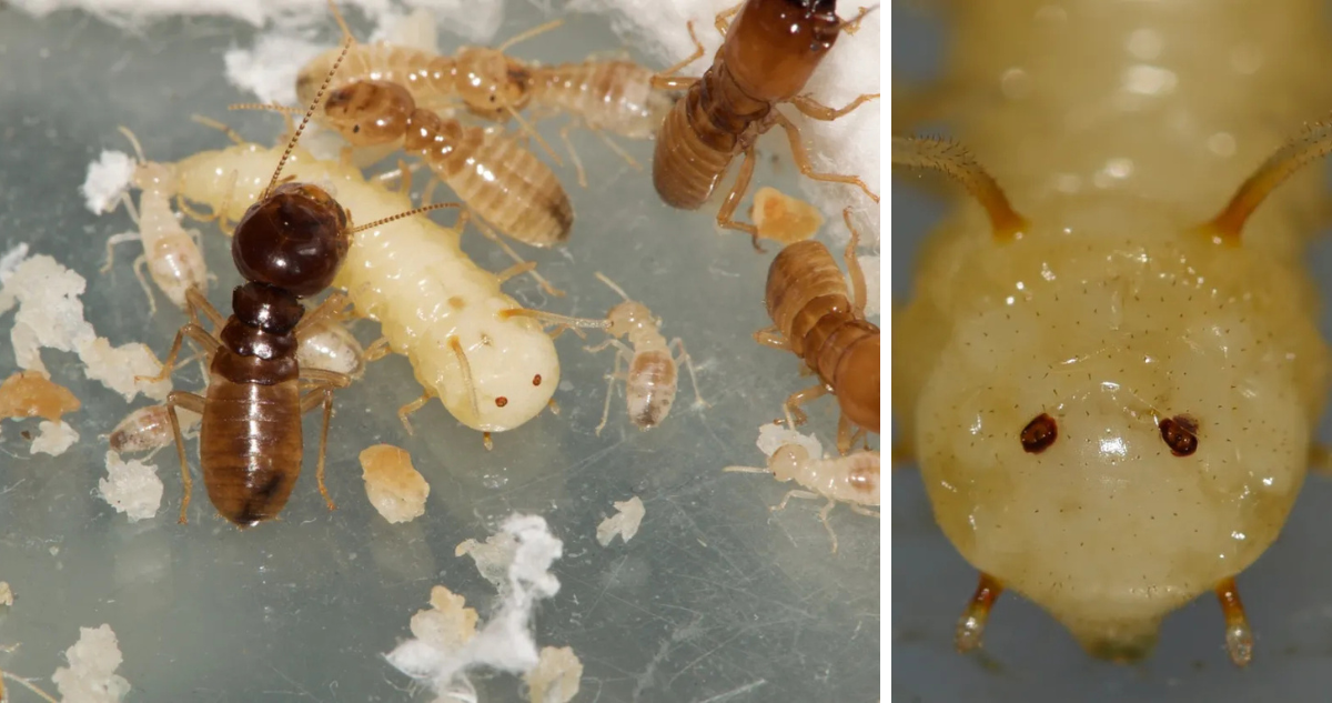 Descubren una mosca capaz de infiltrarse en un nido de termitas: imita rasgos y olor