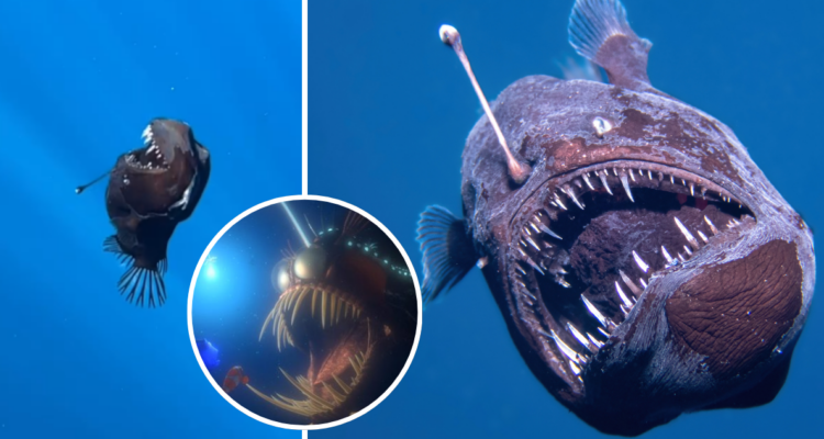 “Es como encontrar un Pokemon Legendario”: captan un ‘Diablo Negro’ en la superficie marina de España