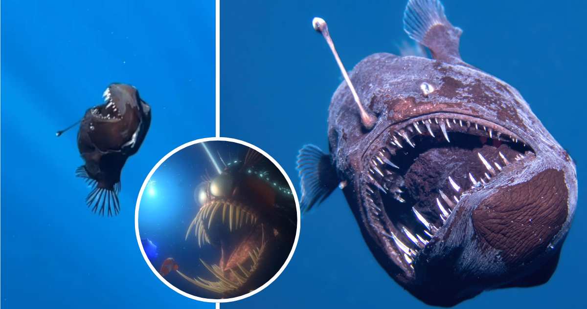 “Es como encontrar un Pokemon Legendario”: captan un ‘Diablo Negro’ en la superficie marina de España