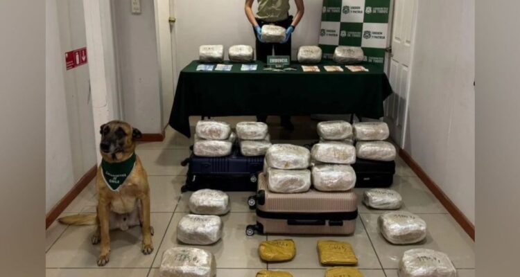 Can del OS7 detecta cargamento de marihuana en La Higuera: se detuvo a tres personas