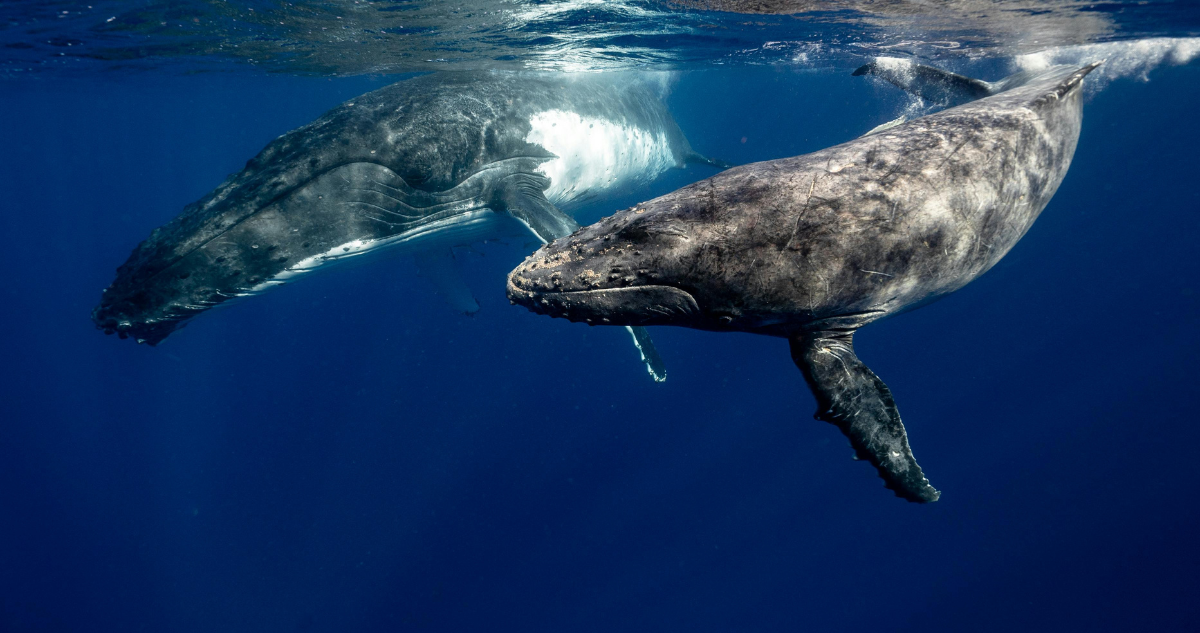 El canto de las ballenas posee similitudes con el lenguaje humanos, según estudio