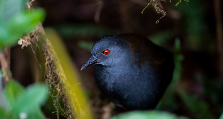 Encuentran ave que es creía extinta hace casi dos siglos en una Isla de Galápagos
