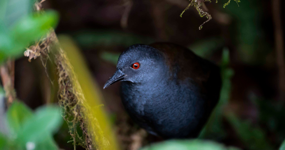 Encuentran ave que es creía extinta hace casi dos siglos en una Isla de Galápagos