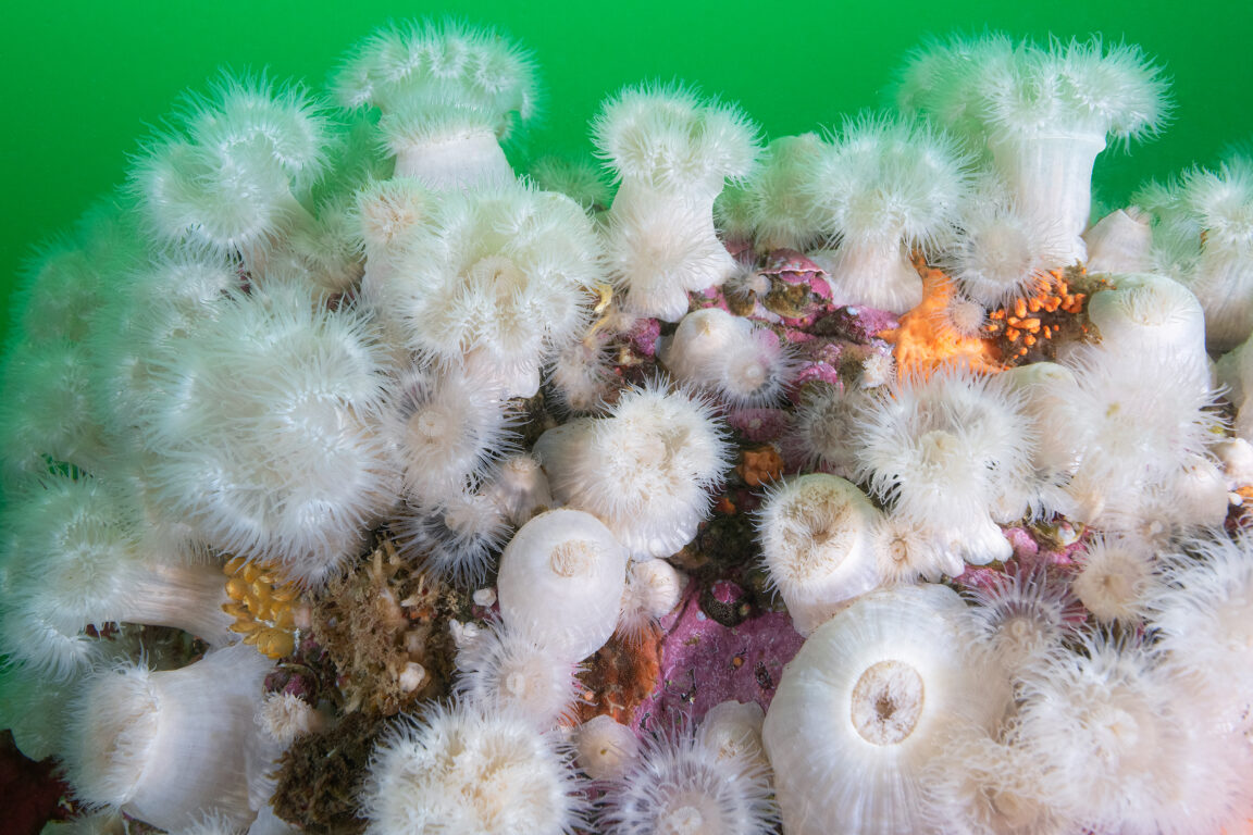 Anémona en la Patagonia