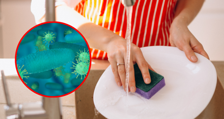 El desagradable motivo por el que deberías dejar usar esponja y cambiarlas por un cepillo de cocina