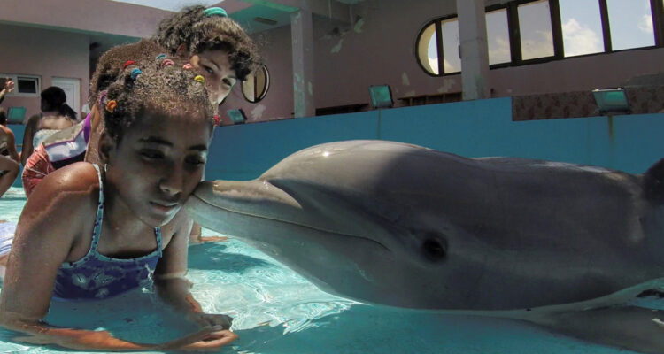 Cómo el proyecto delfinoterapia en Chile fracasó por la burocracia e incompetencia
