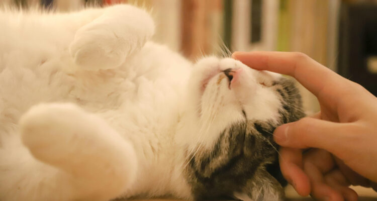 Foto de un gato siendo acariciado