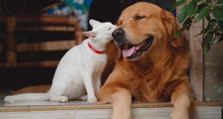 Los riesgos de la carne cruda en mascotas