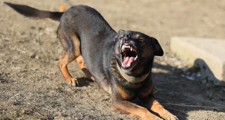 Muere hombre atacado por perros: intentaba huir durante intento de robo en colegio de La Serena