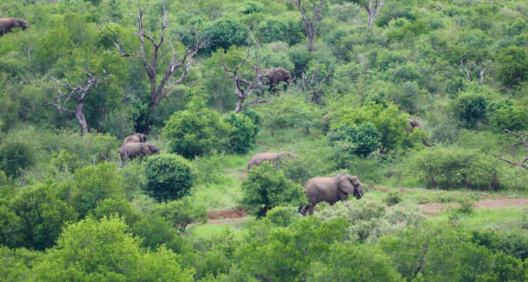 Según estudio los humanos habitaron las selvas de África 130.000 años antes de lo que se pensaba