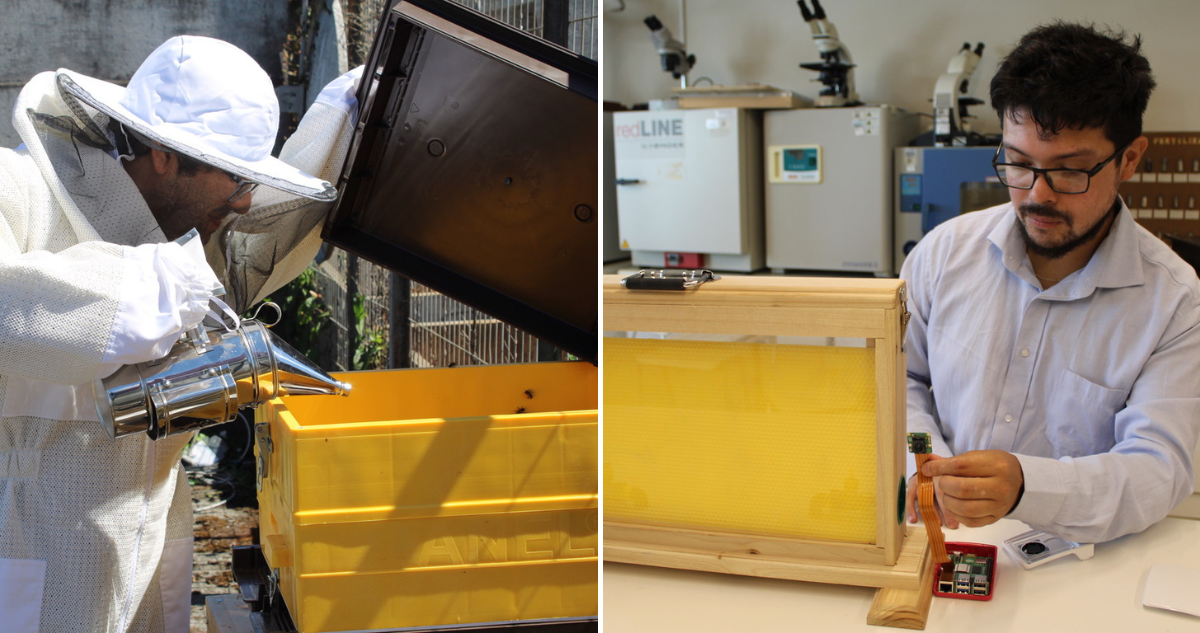 Ingenieros chilenos crean sistema con IA que monitorea colmenas y anticipa una enjambrazón de abejas
