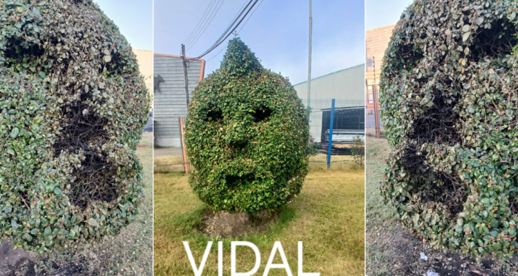 Sujetos queman arbusto podado con forma del rostro de Arturo Vidal en Talcahuano