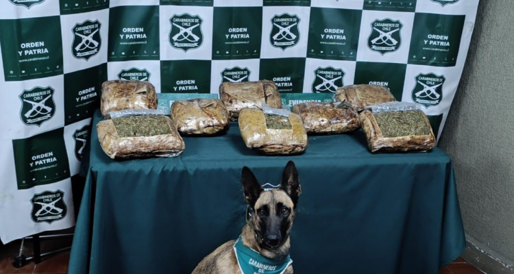 Incautan en Hijuelas más de 8 kilos de drogas que viajaban ocultos en bus: tripulación fue detenida