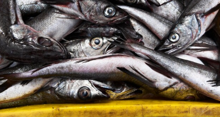 Llaman a trasparentar cuáles son pesqueras investigadas por emisión de malos olores en Lota y Coronel