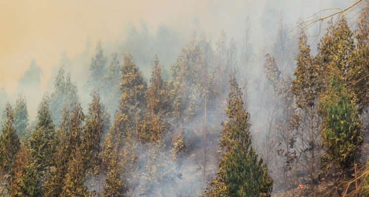 incendios forestales intencionales bio bio