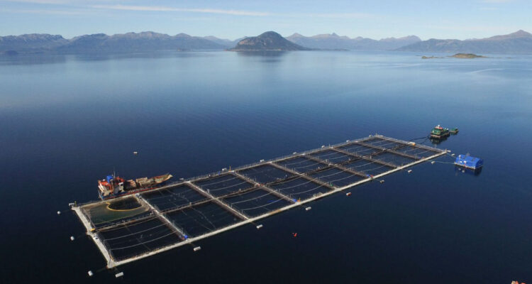 Daños de la industria salmonera y laxitud de la autoridad ambiental impide sanciones proporcionales