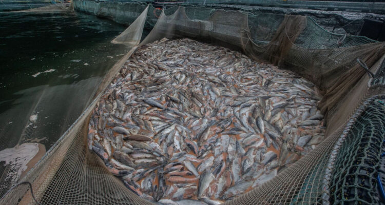 Datos no opiniones: la salmonicultura en Chile