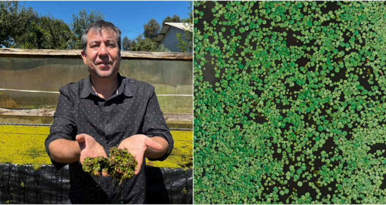 Chileno crea bioestimulante vegetal en base a lenteja de agua: fortalece cultivos y reduce CO2
