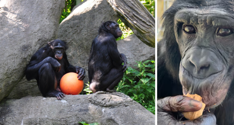 Los bonobos intuyen la ignorancia de los demás, incluida la de humanos, e intentan ayudarles