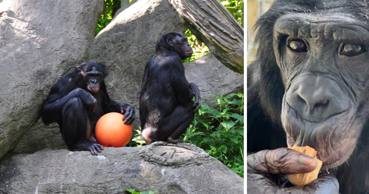 Los bonobos intuyen la ignorancia de los demás, incluida la de humanos, e intentan ayudarles