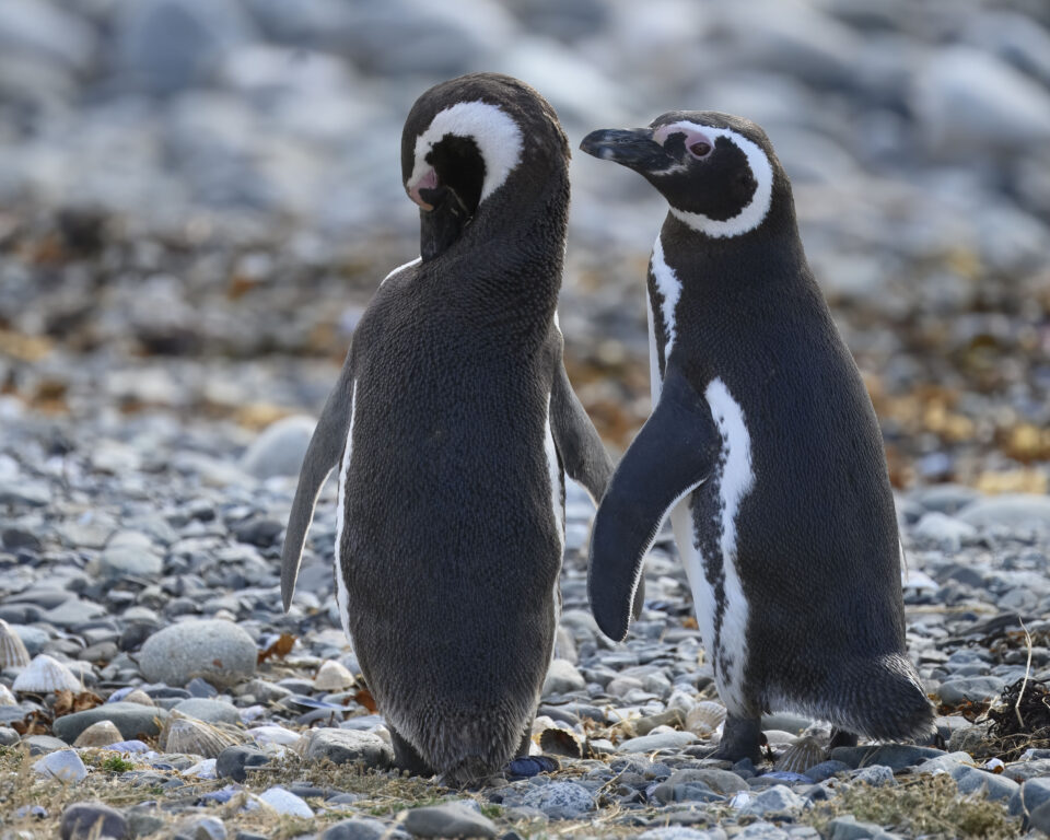 Pingüino magallánico