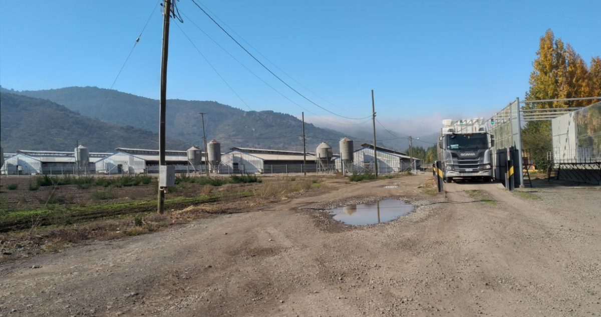 malos olores plantel cerdos nancagua