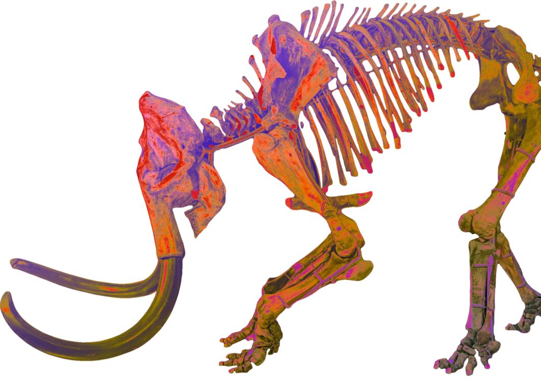 ¿Cómo resucitar a un mamut lanudo?: empresa de "des-extinción" de especies tendría la respuesta