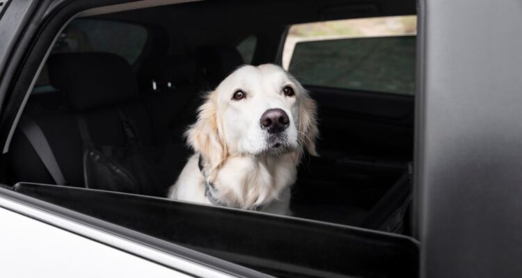 Cómo evitar que las mascotas como perros y gatos sufran mareos durante los viajes en auto automóvil, revisa las recomendaciones de salud.