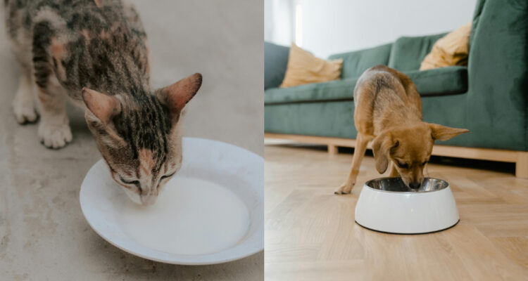 Mascotas alimentándose