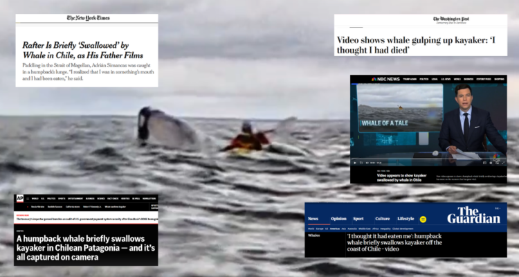 Medios internacionales alucinan con caso de joven que ballena se lo tragó y expulsó en Punta Arenas