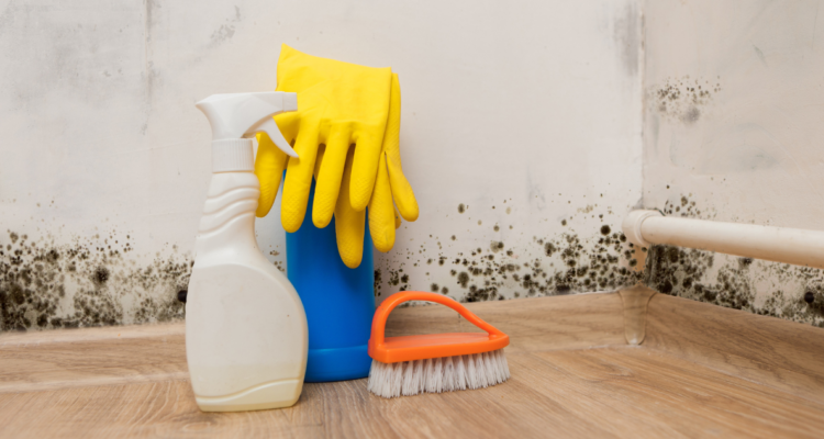 Moho en el hogar: qué significa cada uno según su color