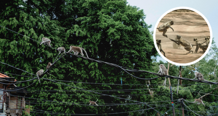 Monos provocan un apagón general en Sri Lanka