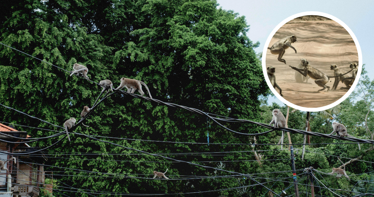 Monos provocan un apagón general en Sri Lanka