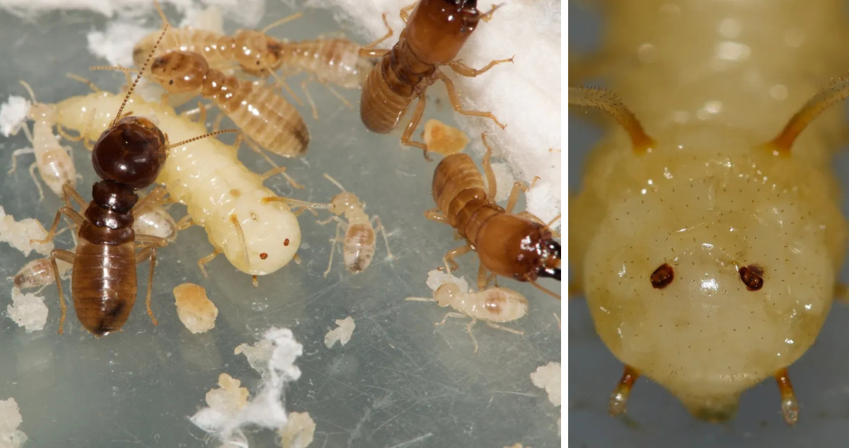 Mosca infiltrada