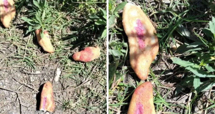 Mueren tres niñas por comer pan envenenado en México: alimento era destinado para matar a perros