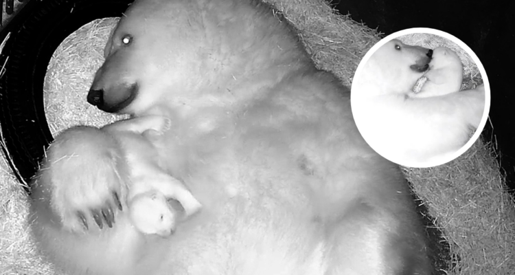 Nur, la primera cría de oso polar nacida en acuario de Brasil y en Latinoamérica