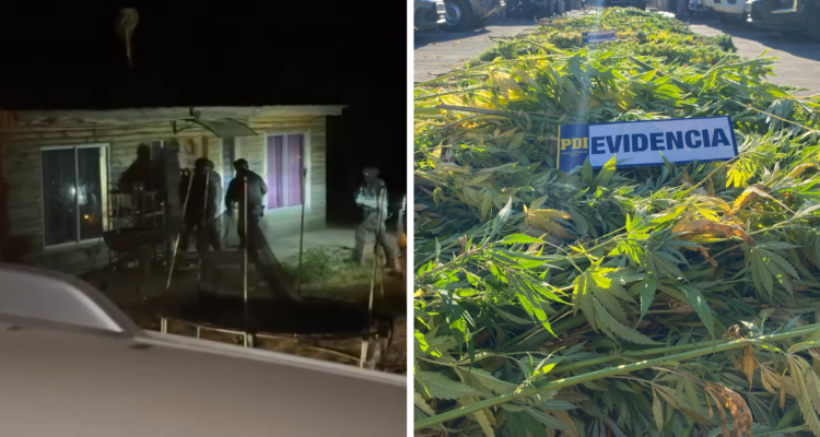 Operativo en Ercilla donde se incautaron plantas de marihuana