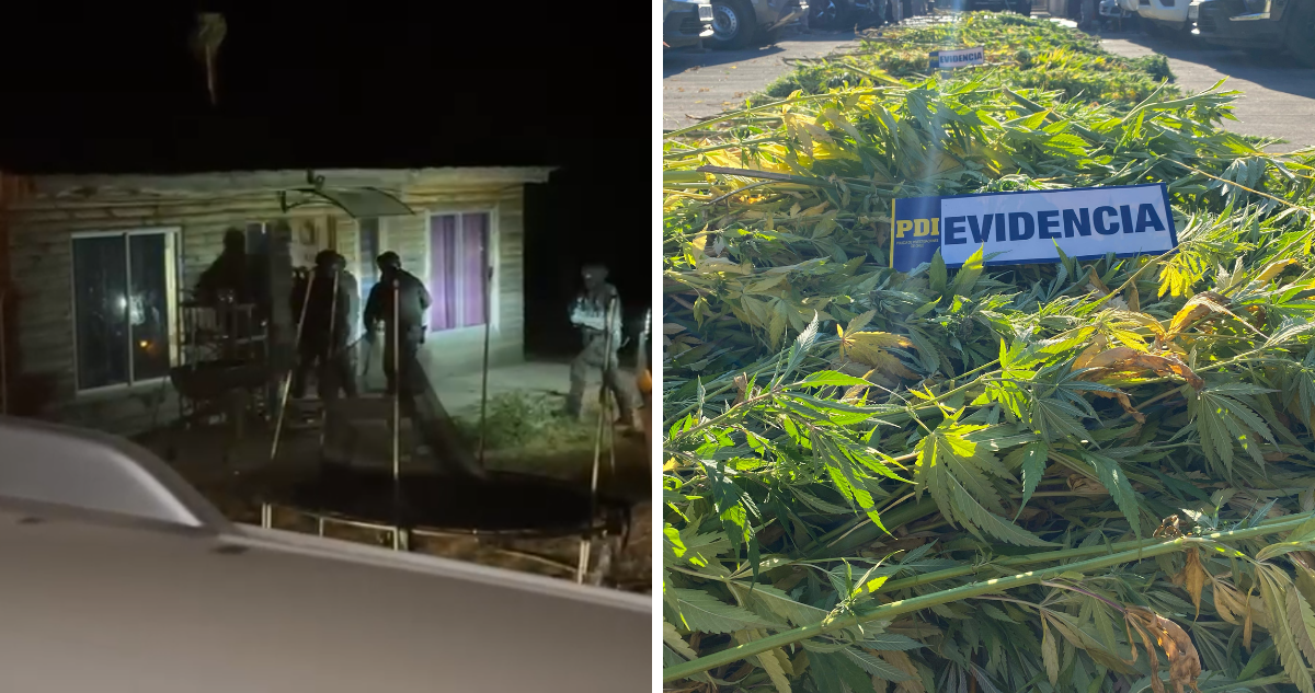 Operativo en Ercilla donde se incautaron plantas de marihuana