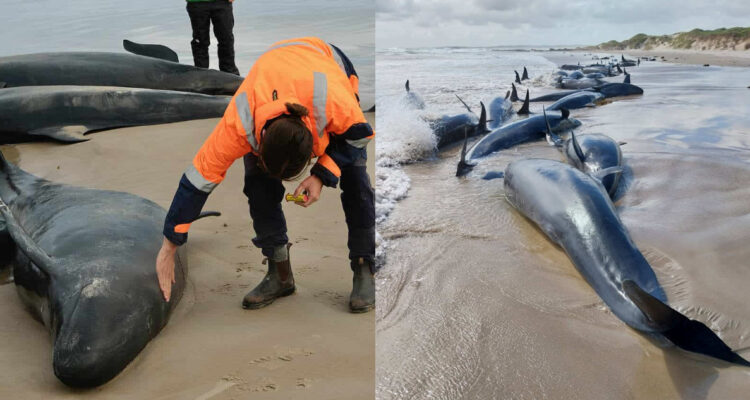 Varamiento masivo de falsas orcas en Australia