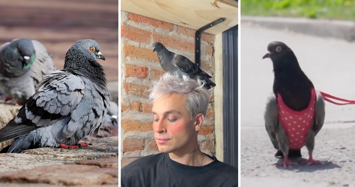 ¿Realmente son “ratas con alas”? La verdad tras las palomas y cómo podrías tenerlas como mascotas
